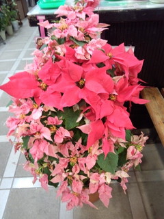 IMG_20121218_175027.jpg