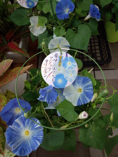 IMG_20130625_112148.jpg