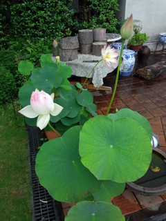IMG_20130625_115527.jpg